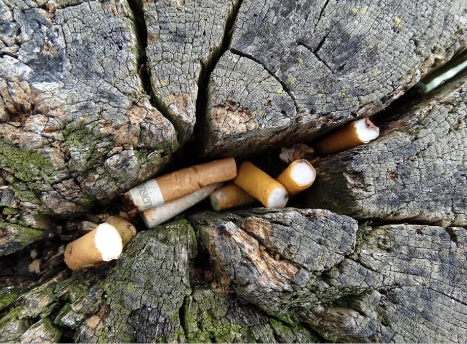 Colillas de tabaco arrojadas entre árboles | PxHere